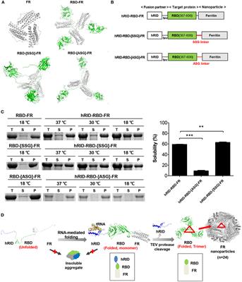 Chaperna-Mediated Assembly of Ferritin-Based Middle East Respiratory Syndrome-Coronavirus Nanoparticles